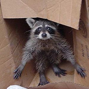 Meet your Posher, Ringo